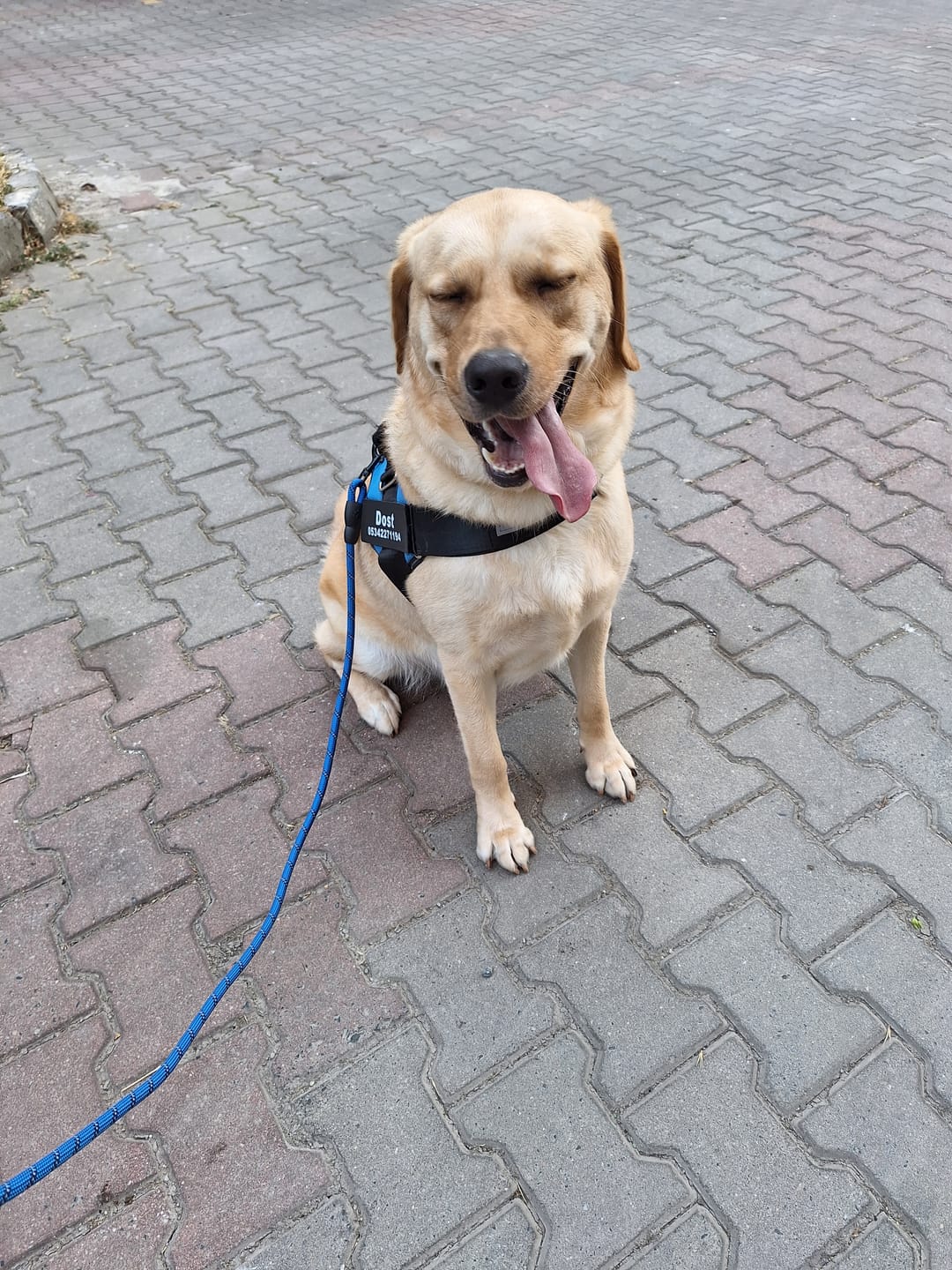 MellowPurr Özelleştirilebilir No Pull Köpek Tasması