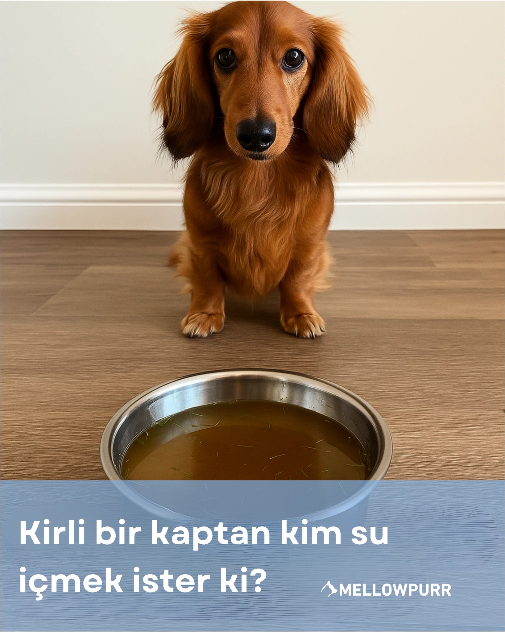 Mellowpurr Karbon Filtreli Su Pınarı - Gizli Susuzluğa Karşı "O susadığını söyleyemez… ama sen anlayabilirsin."