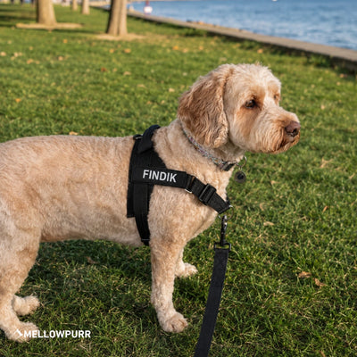 MellowPurr Çekiş Önleyici Köpek Göğüs Tasması | Ön Klipsli Kontrol