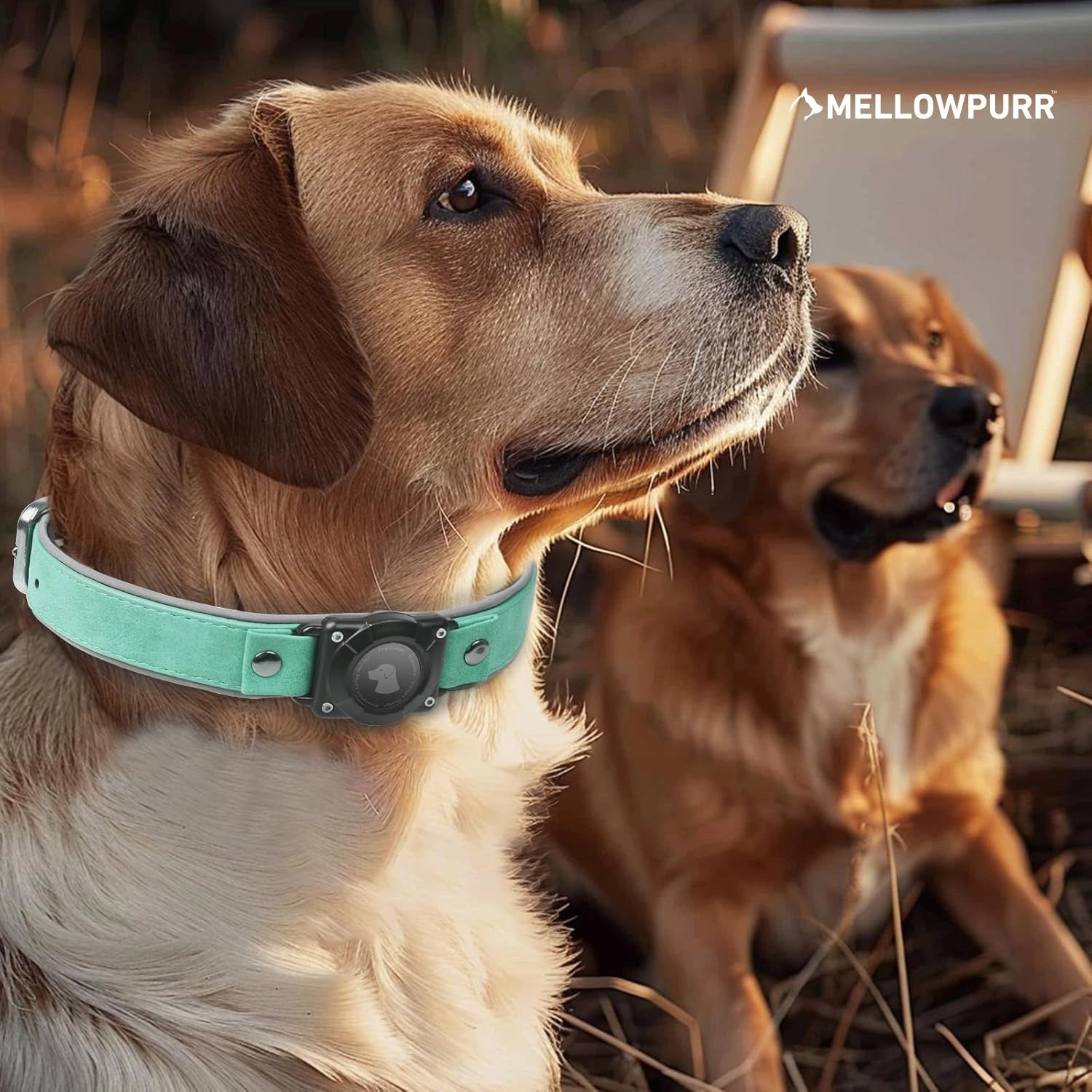 MellowPurr Smart AirTag Köpek Tasması – Kaybolmak Artık İmkânsız
