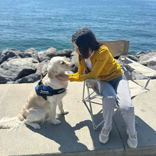 MellowPurr Özelleştirilebilir No Pull Köpek Tasması