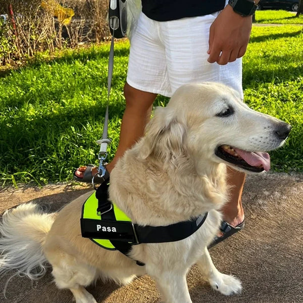 MellowPurr Özelleştirilebilir No Pull Köpek Tasması