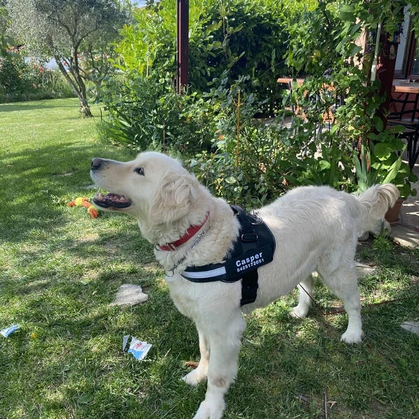 MellowPurr Özelleştirilebilir No Pull Köpek Tasması