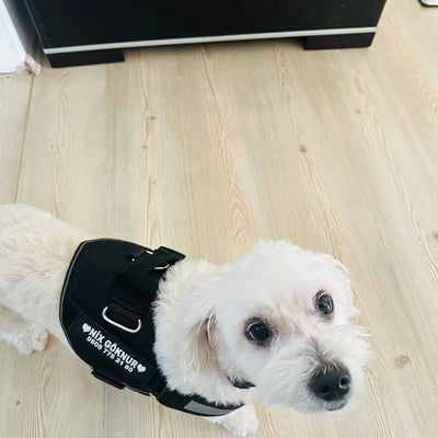 MellowPurr Özelleştirilebilir No Pull Köpek Tasması