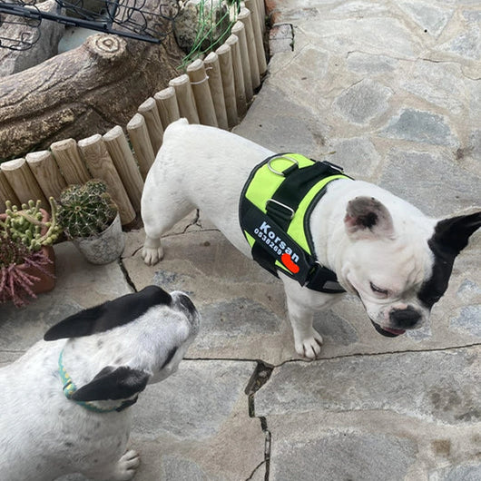 MellowPurr Özelleştirilebilir No Pull Köpek Tasması