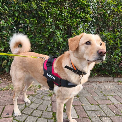 MellowPurr Özelleştirilebilir No Pull Köpek Tasması