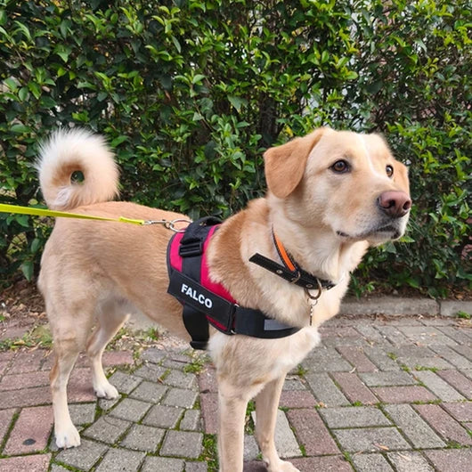 MellowPurr Özelleştirilebilir No Pull Köpek Tasması