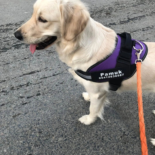 MellowPurr Özelleştirilebilir No Pull Köpek Tasması