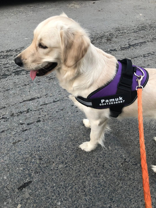 MellowPurr Özelleştirilebilir No Pull Köpek Tasması