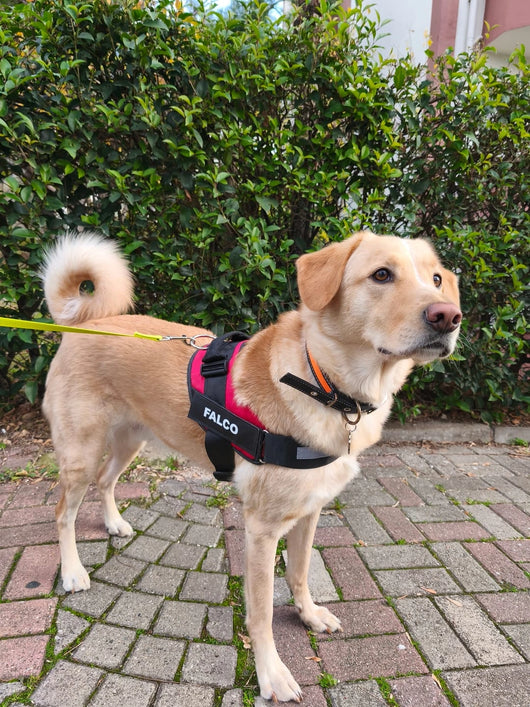 MellowPurr Özelleştirilebilir No Pull Köpek Tasması